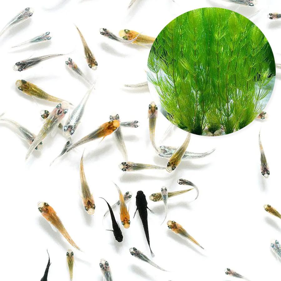 めだか）（水草）無選別 変わり メダカミックス 稚魚（10匹）＋