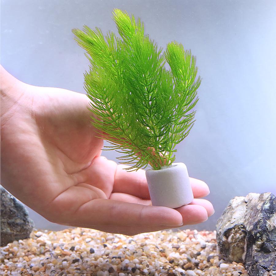 水草）マルチリングホワイト（白） マツモ ミニ（無農薬）（3個