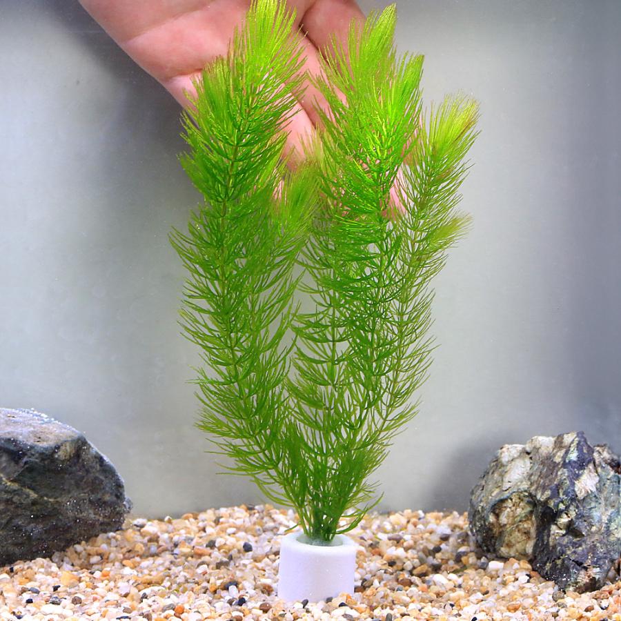 『マツモ ( 金魚藻 ) 』 1000g 1000MTM002 無農薬 国産マツモ(金魚藻) 約10cm×10本 : うたかた本舗 - 通販