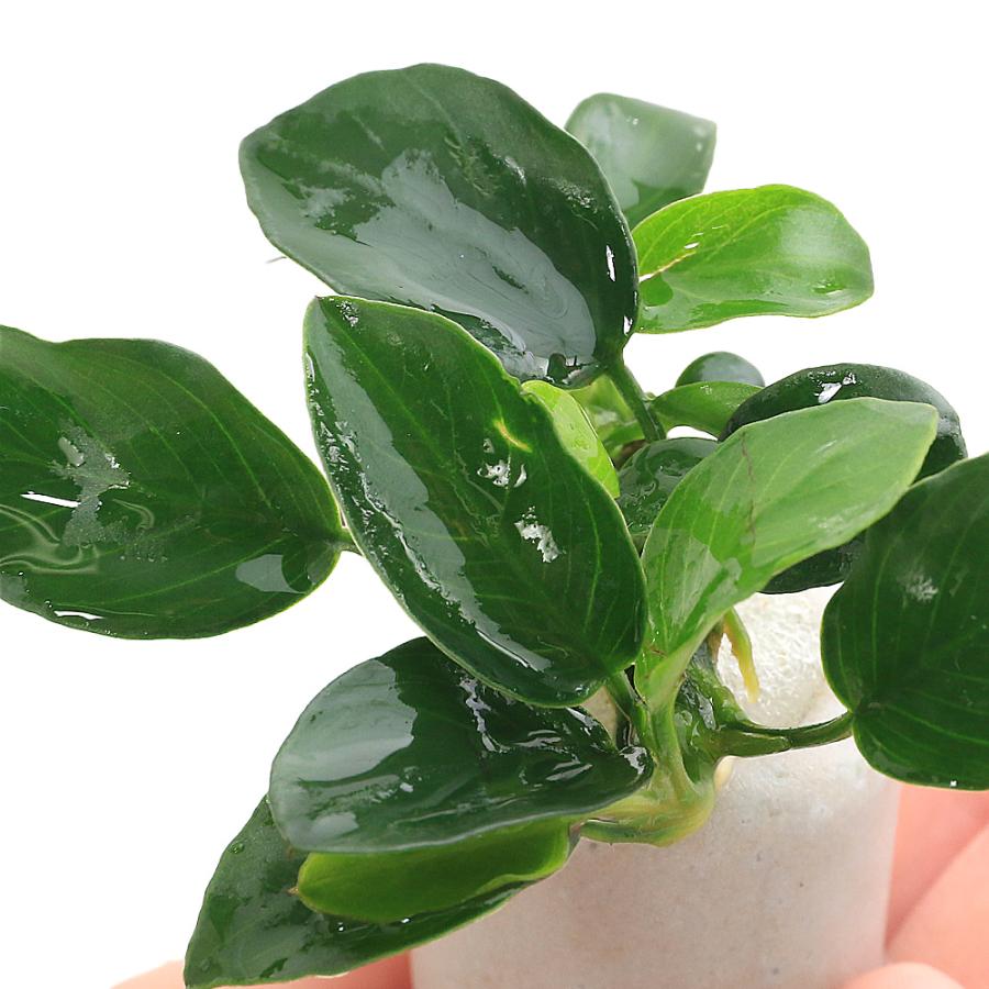 水草）マルチリングホワイト（白） アヌビアスナナ プチ（水上葉）（1
