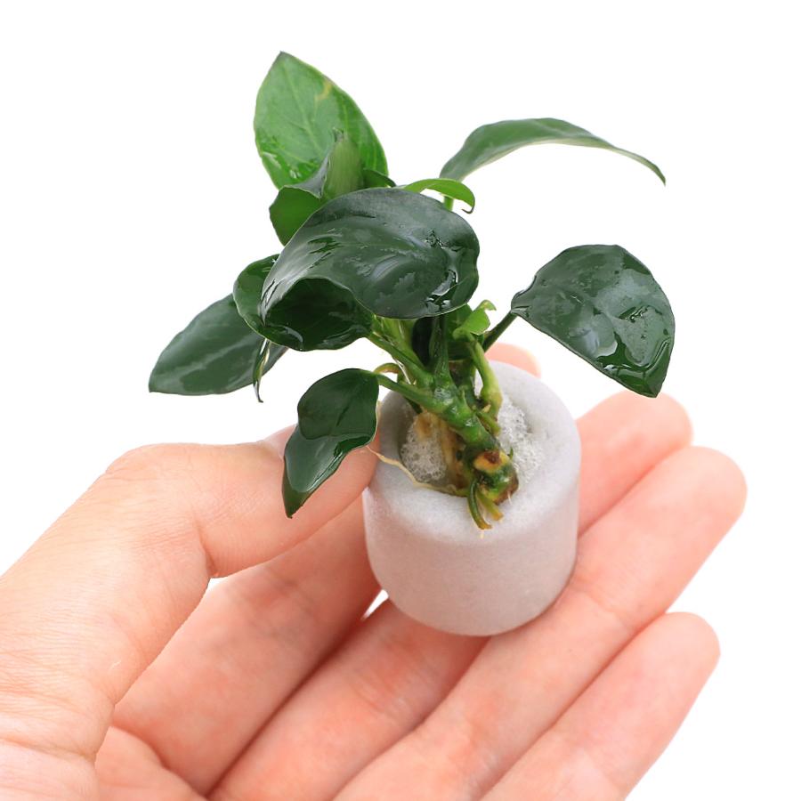 水草）マルチリングホワイト（白） アヌビアスナナ プチ（水上葉）（1