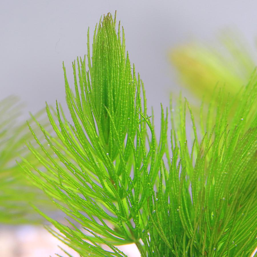 水草）マルチリングホワイト（白） マツモ プチ（無農薬）（1個