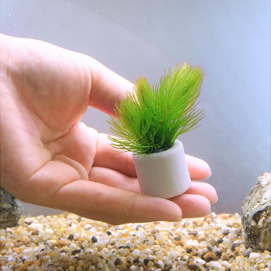 水草）マルチリングホワイト（白） マツモ プチ（無農薬）（1個