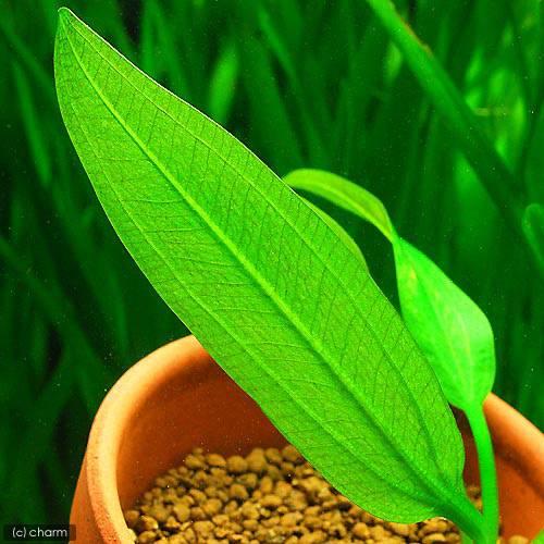 エキノドルスspリオ イプサバ 水上葉 大株 シュートあり エキノドルス