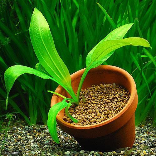 水草）エキノドルスsp．アルトネグロ産（水上葉）（無農薬）（1