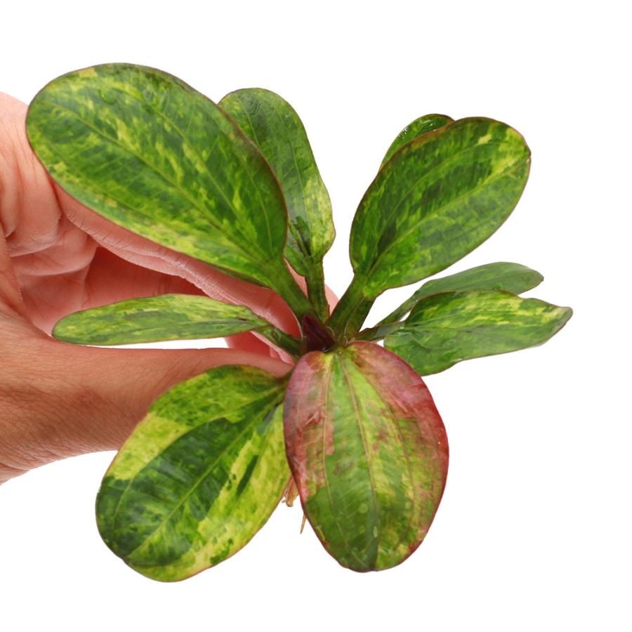 水草）エキノドルス ハディレッドパール 斑入り（1株） : チャーム