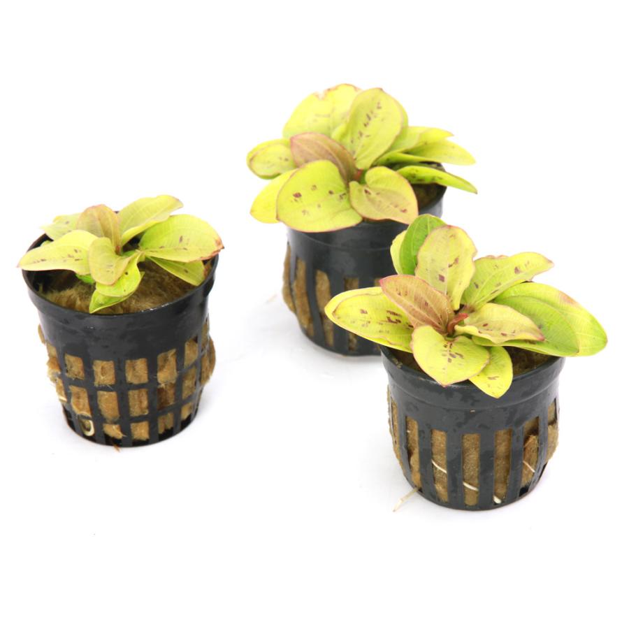 水草）エキノドルス イエローサン 東南便（水上葉）（1ポット