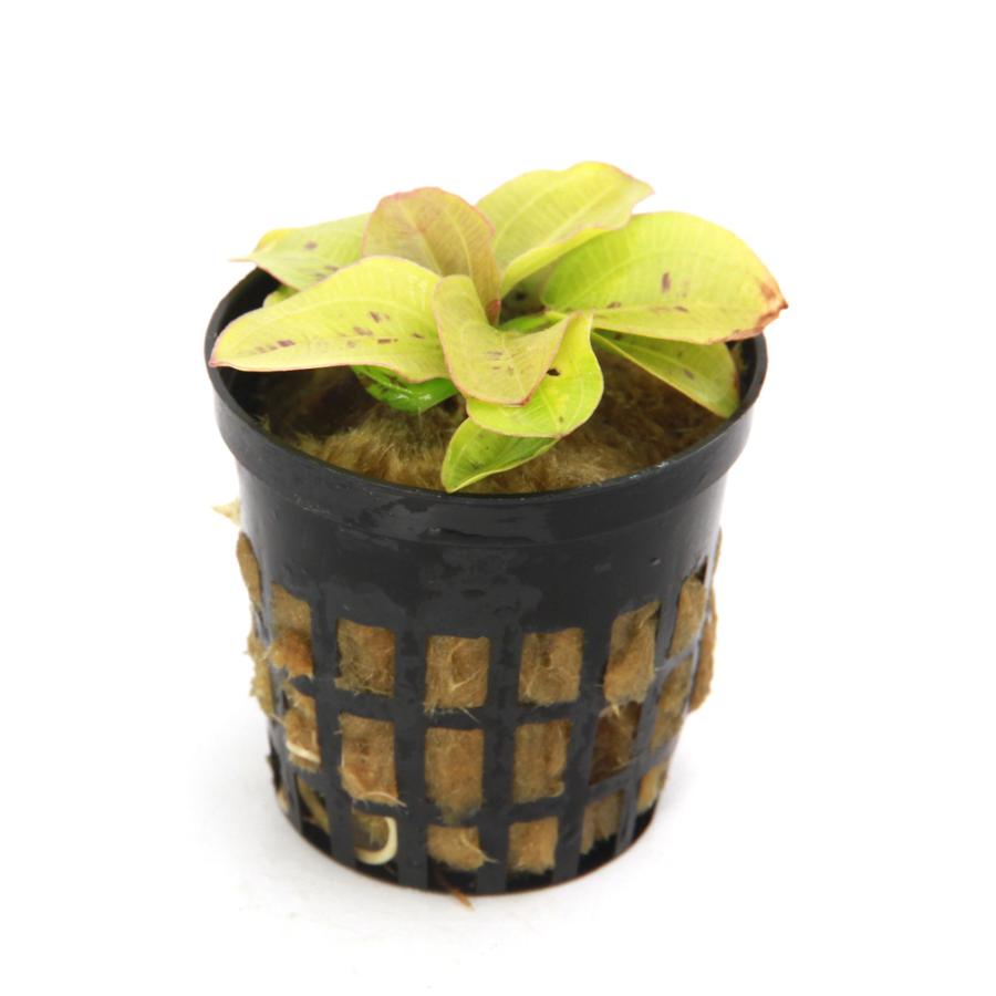 水草）エキノドルス イエローサン 東南便（水上葉）（1ポット