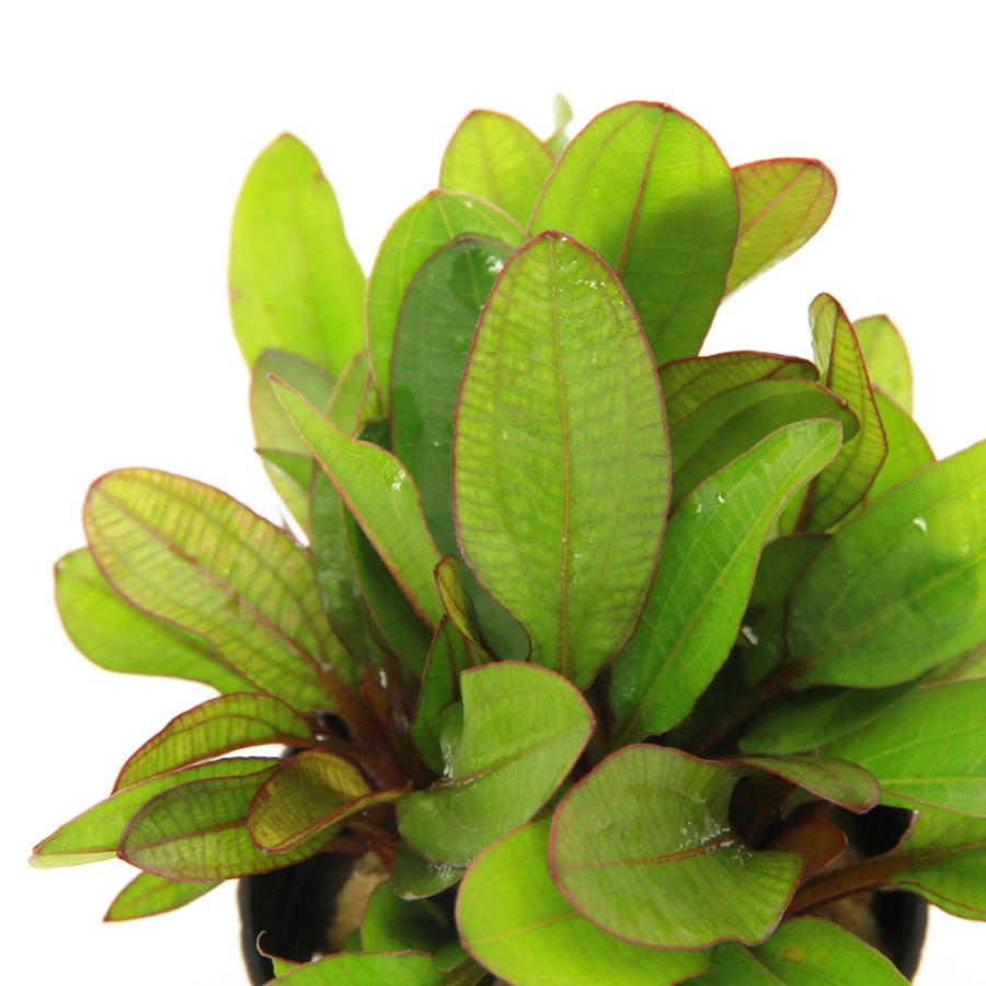 水草）エキノドルス スモールベア 東南便（水上葉）（1ポット