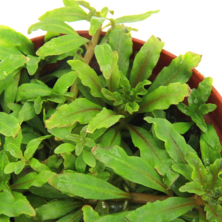 （水草）ポゴステモン ヘルフェリー 鉢植え（水上葉）（無農薬）（1個） : チャーム charm ヤフー店 - 通販 - Yahoo!ショッピング