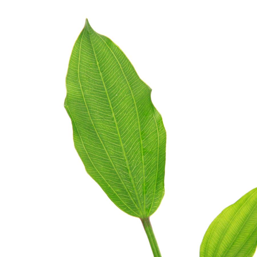 水草）エキノドルス アメリカヌス 東南便 （水上葉）（1ポット