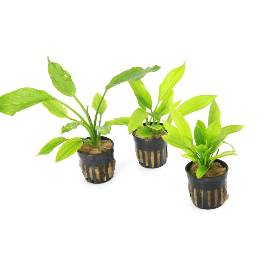 水草）エキノドルス アメリカヌス 東南便 （水上葉）（1ポット