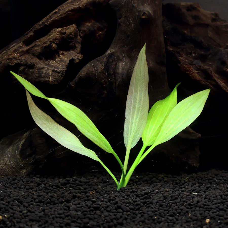 水草）エキノドルス アメリカヌス 東南便 （水上葉）（1ポット