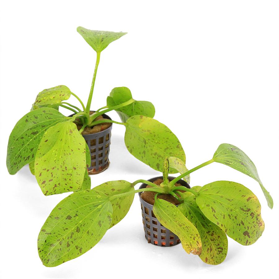 水草）エキノドルス オゼロットグリーン（水上葉）（アクアフルール