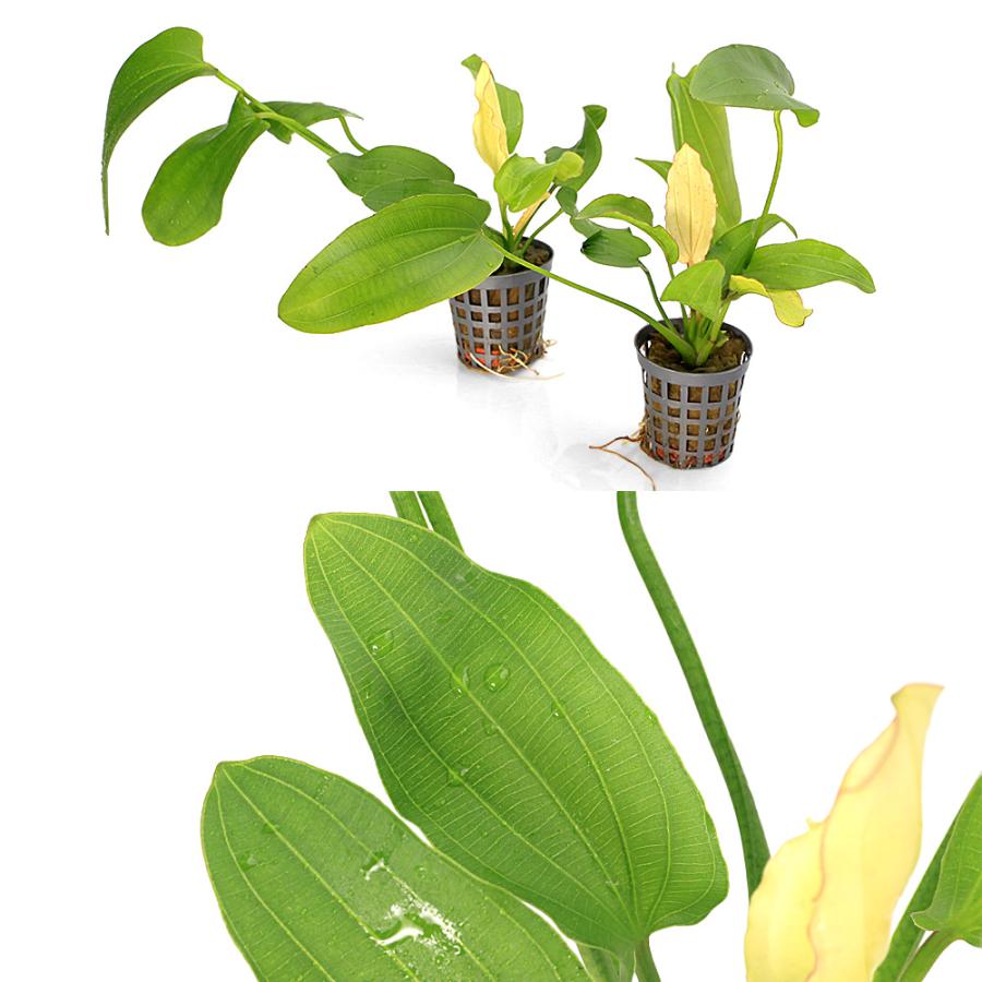 ノエビア　エクラドフルール　30ml 水草）エキノドルス トリカラー（水上葉）（アクアフルール）（1