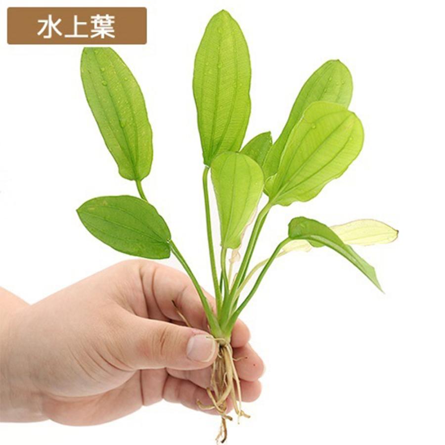 水草）エキノドルス トリカラー（水上葉）（アクアフルール）（1