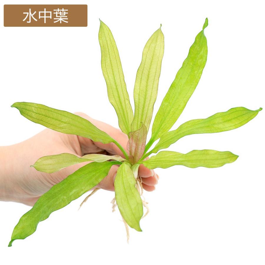 水草）エキノドルス トリカラー（水上葉）（アクアフルール）（1