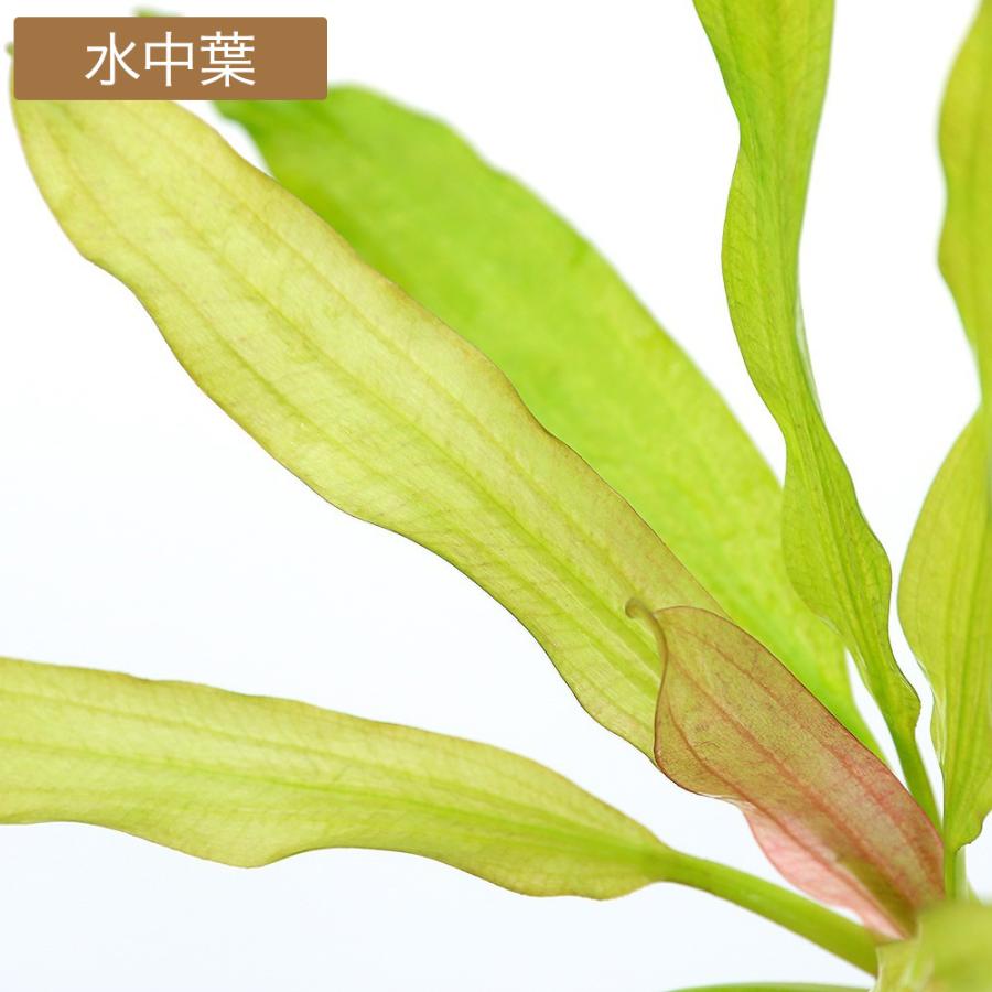 水草）エキノドルス トリカラー（水上葉）（アクアフルール）（1
