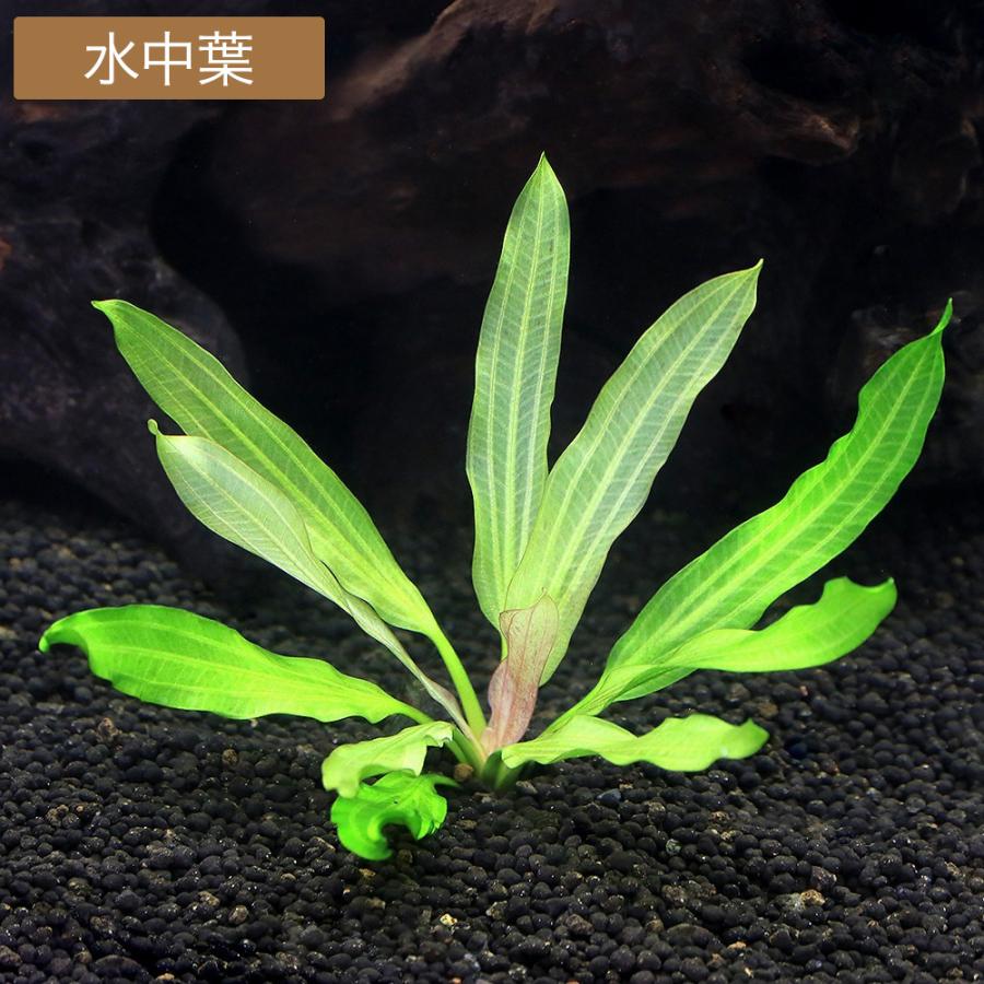 水草）エキノドルス トリカラー（水上葉）（アクアフルール）（1