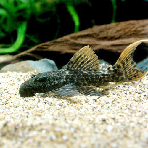 （熱帯魚）タイタニック・トリム（ワイルド）（１匹）　北海道・九州航空便要保温