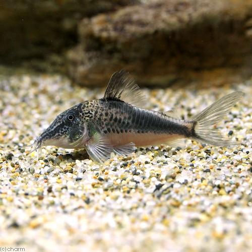 （熱帯魚）コリドラス・フォーレリー（ワイルド）（１匹）　北海道・九州航空便要保温　沖縄別途送料