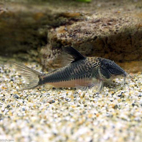 （熱帯魚）コリドラス・フォーレリー（ワイルド）（１匹）　北海道・九州航空便要保温　沖縄別途送料_1