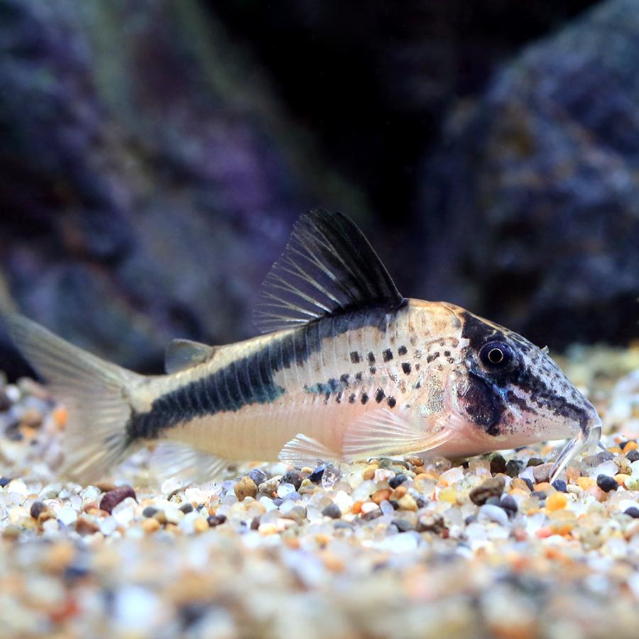 （熱帯魚）コリドラス・フォーレリー（ワイルド）（１匹）　北海道・九州航空便要保温　沖縄別途送料_2