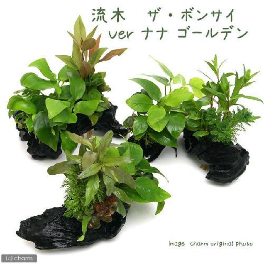 水草）当店人気の水草寄せ植え 2種セット 溶岩石＋流木S（水上葉