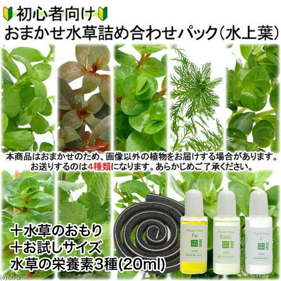 水草）初心者向け おまかせ水草詰め合わせパック 6種（計60本）＋