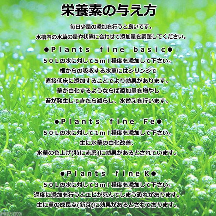 水草）初心者向け おまかせ水草詰め合わせパック 6種（計60本）＋
