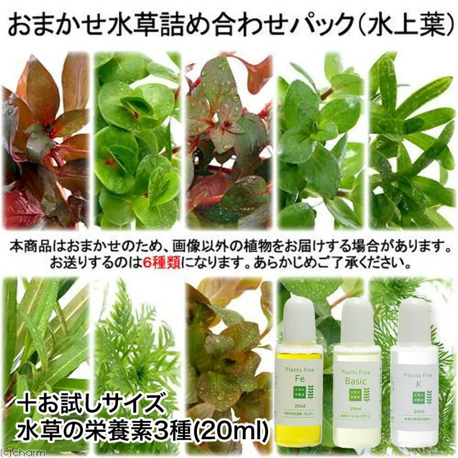 水草）おまかせ水草詰め合わせパック 6種（計60本）＋栄養素3種お