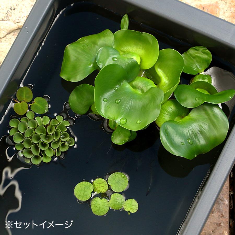 （浮草）ベランダＤＥビオトープ　めだか鉢　グレー　ホテイソウ　浮草　初心者　初めて　航空便不可　沖縄不可 |  | 01