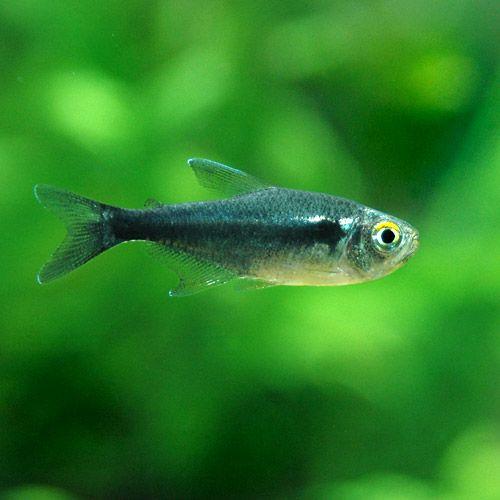 熱帯魚）ブリリアントブラック・ネオン（4匹） 北海道・九州航空便要