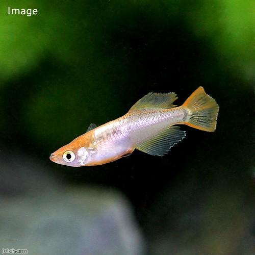 めだか 琥珀ヒカリメダカ １匹 チャーム Charm Paypayモール店 通販 Paypayモール