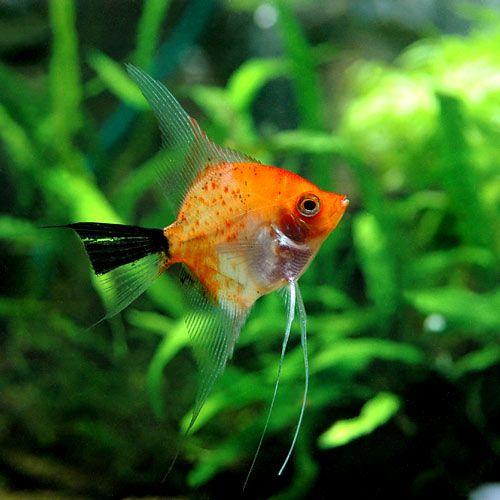 チャーム（ペット） （熱帯魚）レッドデビル・エンゼル