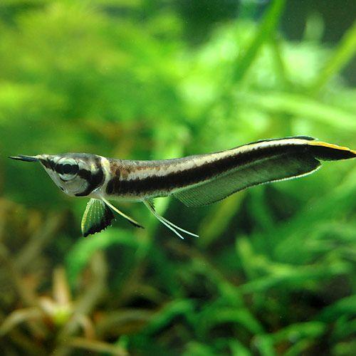 熱帯魚 ブラックアロワナ ｓサイズ １匹 北海道航空便要保温 沖縄別途送料 チャーム Charm Paypayモール店 通販 Paypayモール