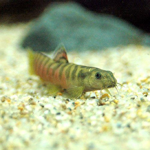 熱帯魚）クリムゾン・ローチ（1匹） 北海道・九州航空便要保温