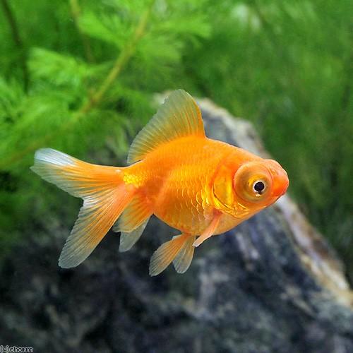 春新作の 国産金魚 赤出目金 デメキン １匹 960円 Aynaelda Com