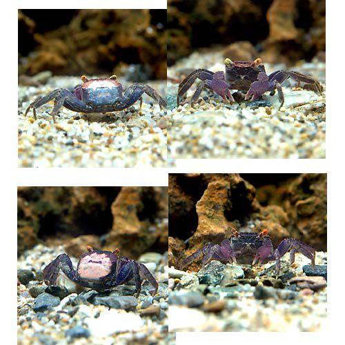 エビ カニ バンパイア クラブ １匹 北海道航空便要保温 チャーム Charm Paypayモール店 通販 Paypayモール