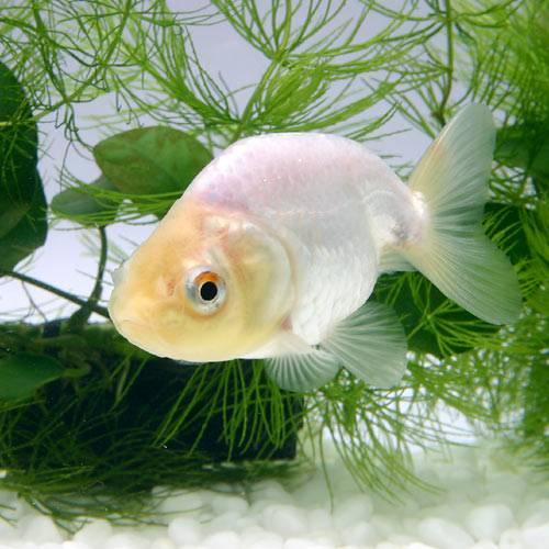 国産金魚）白らんちゅう（1匹） : チャーム charm ヤフー店 - 通販