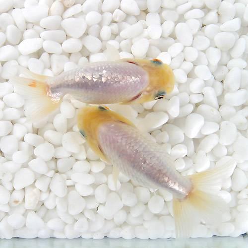 国産金魚）白らんちゅう（1匹） : チャーム charm ヤフー店 - 通販