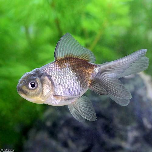 チャーム（charm） （国産金魚）青文魚（1匹） : チャーム charm