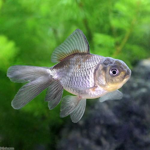 チャーム（charm） （国産金魚）青文魚（1匹） : チャーム charm