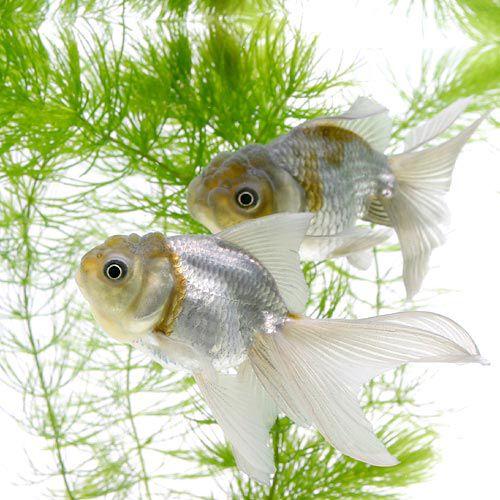 青文魚　3歳魚　雄個体 青文魚 3歳魚 雄個体