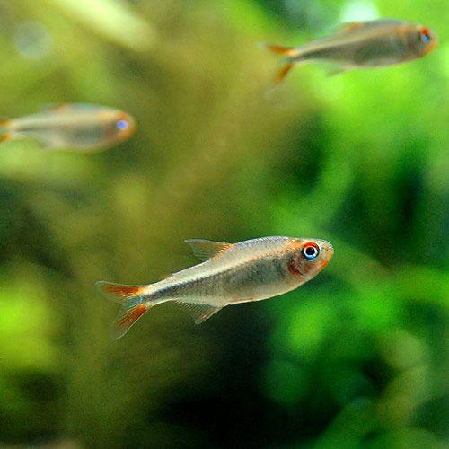 チャーム（charm） （熱帯魚）レッドフィンブルーベリーインパイク