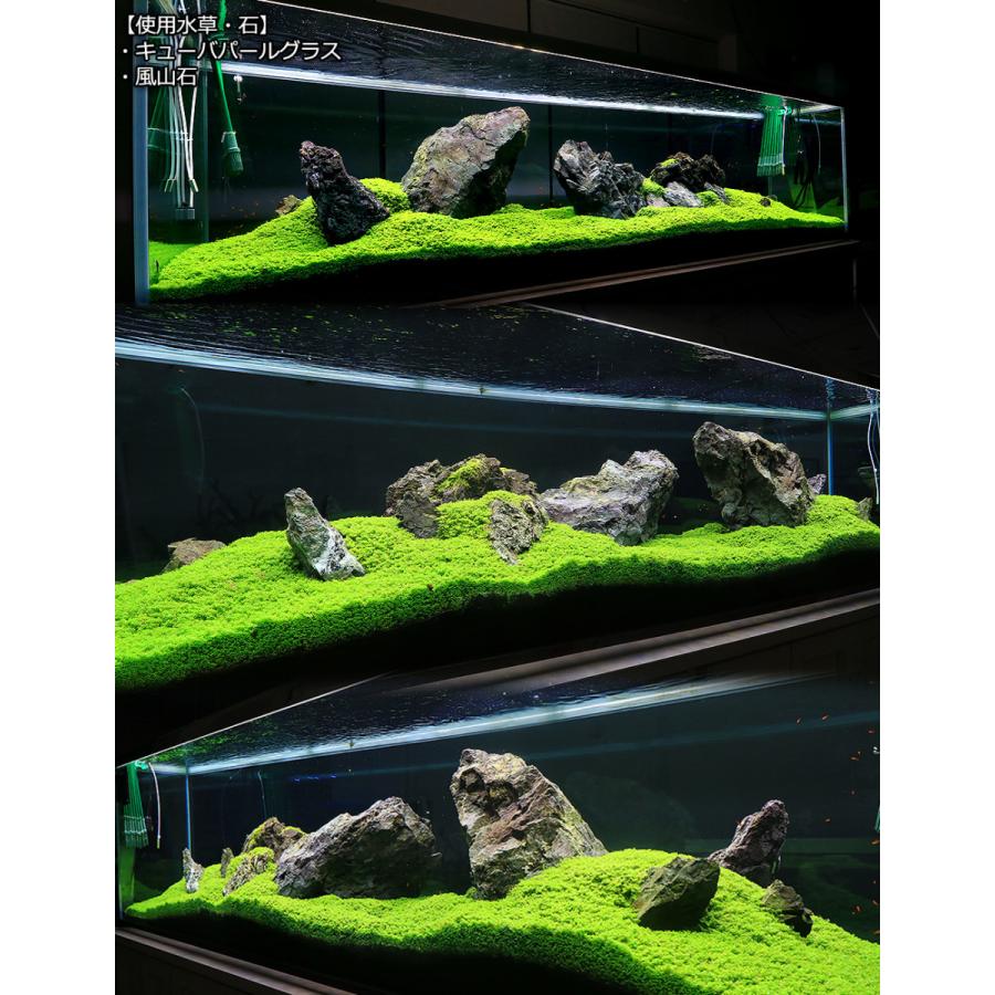 出群 水草 オリジナル組織培養 キューバパールグラス 無農薬 １カップ Sarozambia Com