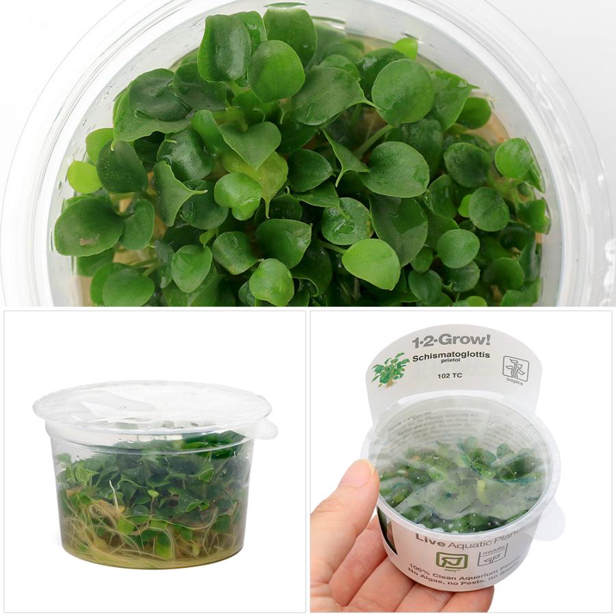 チャーム（charm） （水草）組織培養1−2−GROW！ スキスマト