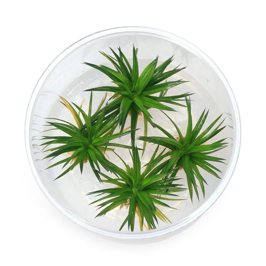 水草）ホシクサsp．ぺドラ産（水上葉）（無農薬）（1ポット