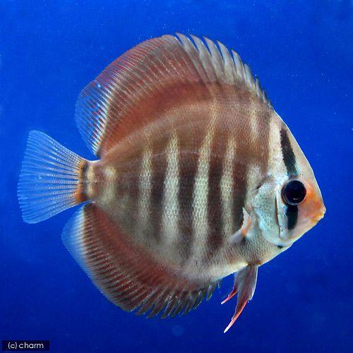 熱帯魚）ローズレッド・ディスカス（Mサイズ）（ペナンブリード）（1 