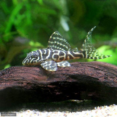 熱帯魚 ゴールデンキングロイヤル ペコルティア ｓサイズ ブリード １匹 北海道 九州航空便要保温